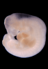 day 28 human embryo photograph