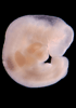 day 28 human embryo photograph