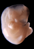 day 28 human embryo photograph