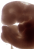 day 28 human embryo photograph