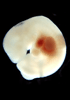 day 28 human embryo photograph