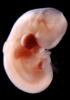 day 32 human embryo photograph