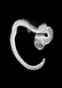 day 37 human embryo MRI animation