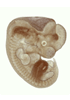 day 37 human embryo MRI animation