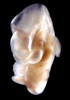 day 37 human embryo photograph