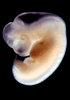 day 37 human embryo photograph