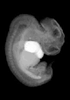 41 day human embryo - MRI animation