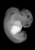 41 day human embryo - MRI animation