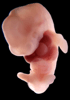 41 day human embryo - optical image