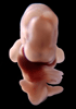 41 day human embryo - optical image