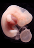 41 day human embryo - optical image