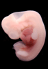 41 day human embryo - optical image