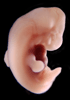 41 day human embryo - optical image