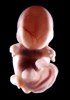 day 44 human embryo photograph