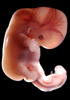 day 44 human embryo photograph