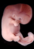 day 44 human embryo photograph