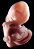 day 44 human embryo photograph