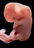 day 44 human embryo photograph