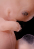 day 47 human embryo photograph