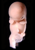 day 47 human embryo photograph