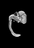 day 50 human embryo MRI animation