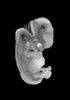 day 50 human embryo MRI animation