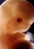 day 50 human embryo photograph