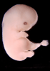 day 50 human embryo photograph