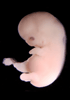 day 50 human embryo photograph