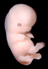 day 50 human embryo photograph