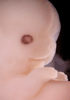 day 50 human embryo photograph