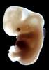 day 50 human embryo photograph