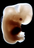 day 50 human embryo photograph