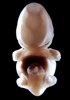 day 50 human embryo photograph