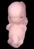 52 day human embryo photograph