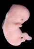 52 day human embryo photograph