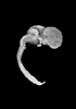 day 54 human embryo MRI animation