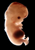 day 54 human embryo photograph