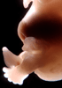 day 54 human embryo photograph