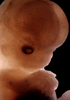 day 54 human embryo photograph