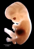 day 54 human embryo photograph