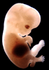 day 54 human embryo photograph