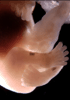 day 54 human embryo photograph