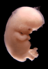 day 54 human embryo photograph