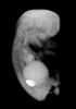 day 56 human embryo MRI animation