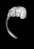 day 56 human embryo MRI animation