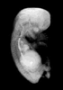 day 56 human embryo MRI animation