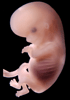 day 56 human embryo photograph