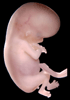 day 56 human embryo photograph