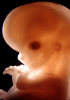 day 56 human embryo photograph